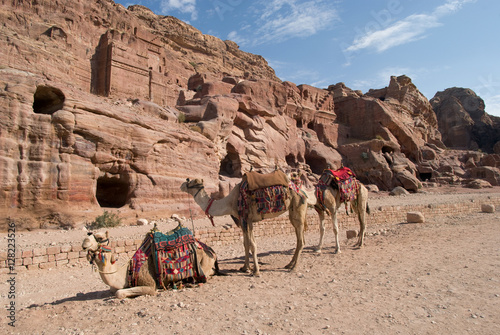 Camels used for transportation takes a rest © Dmytro Surkov