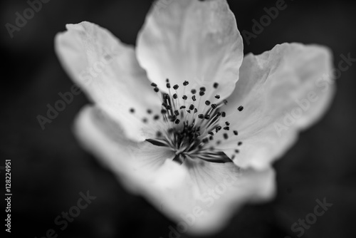 Close up of a single blackberry blossom in black and white