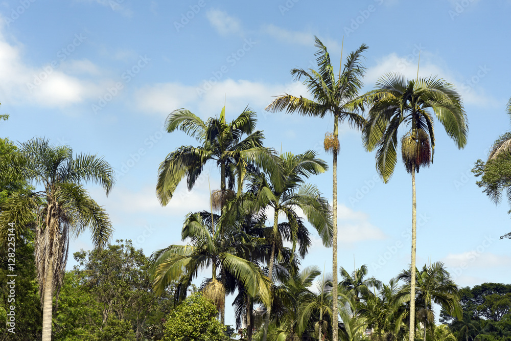 Tropical landscape with palm trees and blue sky