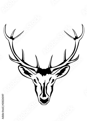 Head of deer with horns