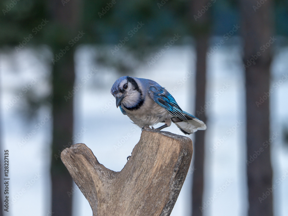 Obraz premium Blue Jay at feeder by lae