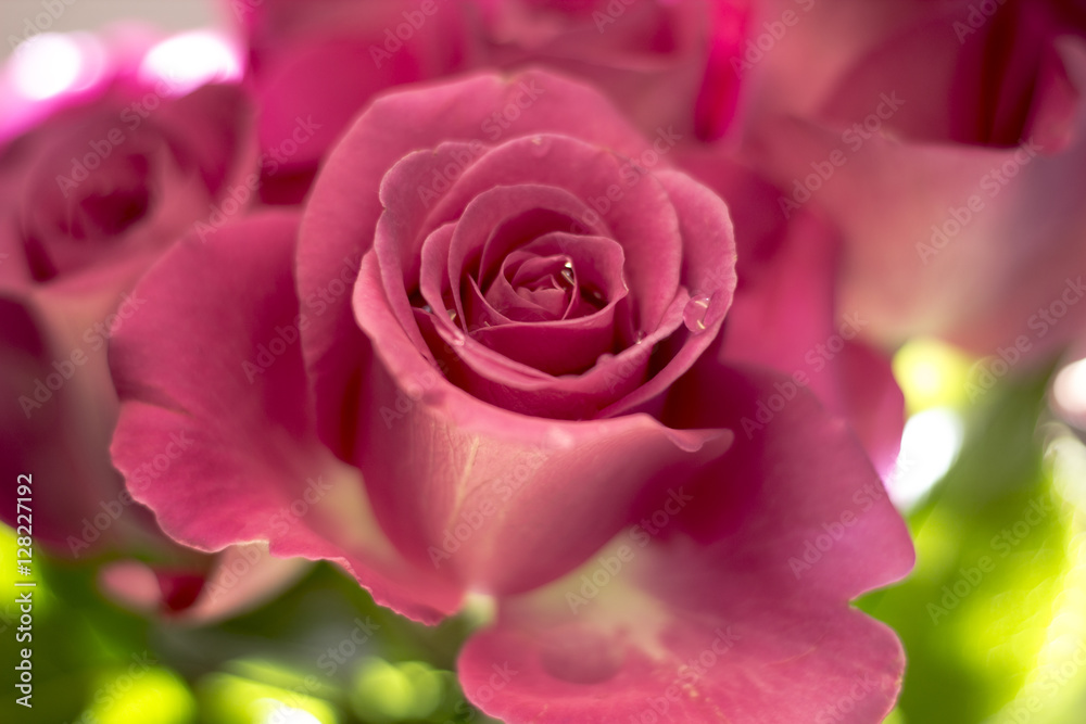 Blumen Blumen