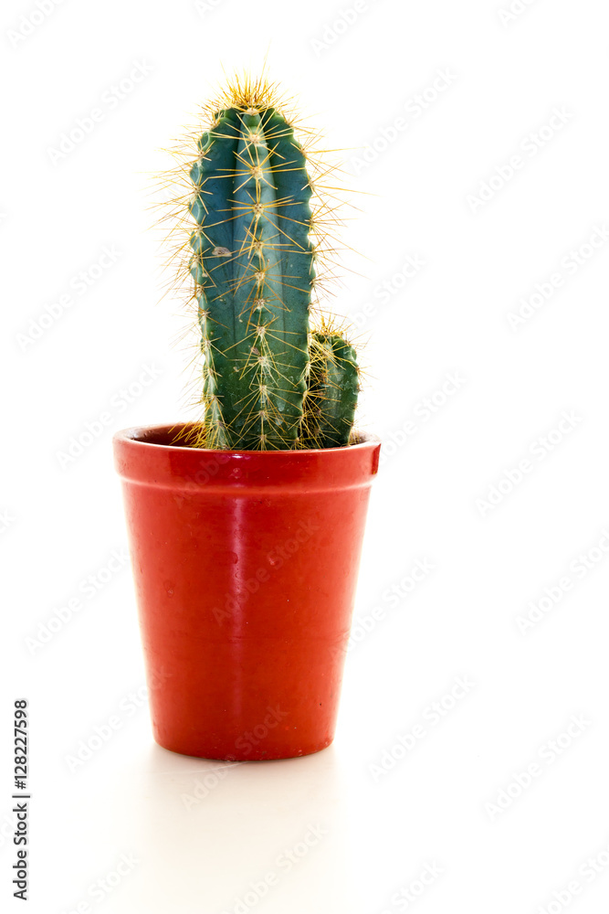 Cactus plant with thorns