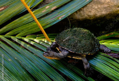 Eastern long-necked turtle covered by algae photo