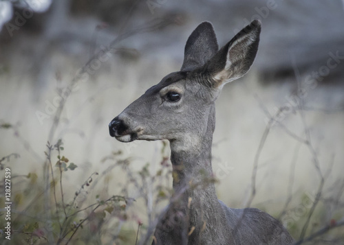 Deer © owenharvey