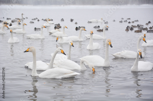 White swan © Sergey_Siberia88
