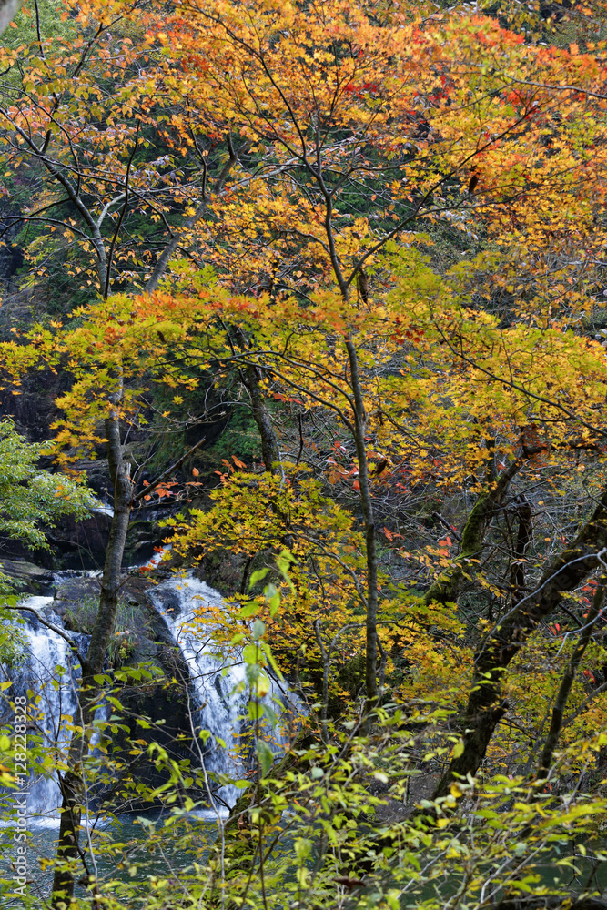 waterfall / The autumn leaves and waterfall, there are extremely beautiful.