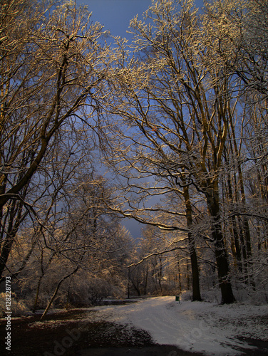 Snowy sunny park © CiddiBiri