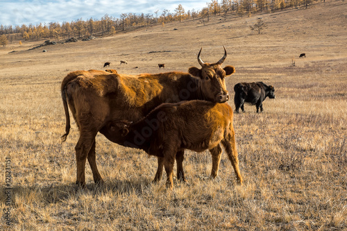 Calf drinking mother's milk photo