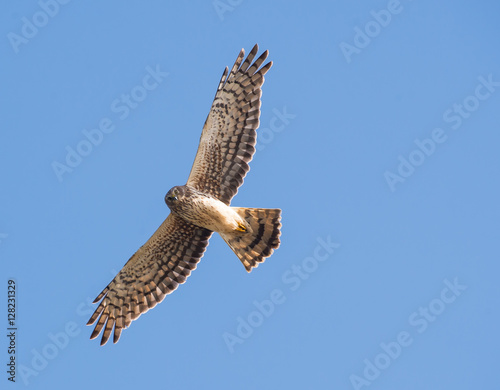 Northern Harrier Arcata CA photo