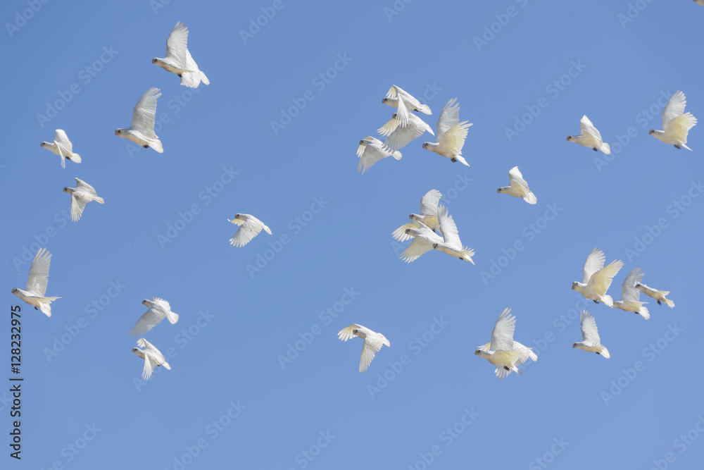 Naklejka premium Mała Corella, Cacatua (Licmetis) sanguinea