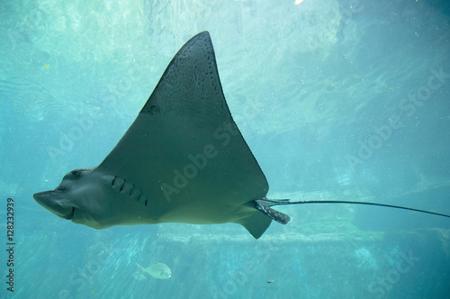  giant stingray