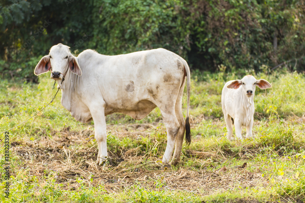 thai cow in field thai cow in field