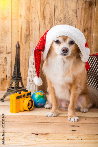 cute brown color chihuahua dog with christmas concept ,travel st