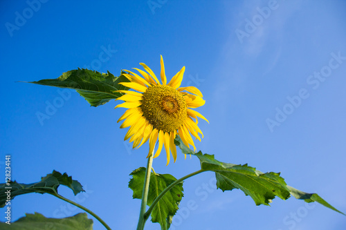 A sunflower from a throng of ants