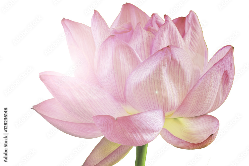 The Lotus Flower.White Background.The shooting place is Shinobazunoike in Ueno Park in Ueno, Taito-ku, Tokyo Japan. The Lotus Flower.White Background.The shooting place is Shinobazunoike in Ueno Park in Ueno, Taito-ku, Tokyo Japan.