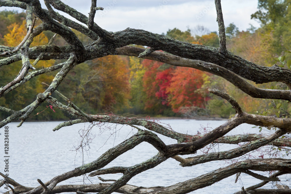 Branches of a fallen tree reveal fall foliage in Canton, Connecticut.. Branches of a fallen tree reveal fall foliage in Canton, Connecticut..