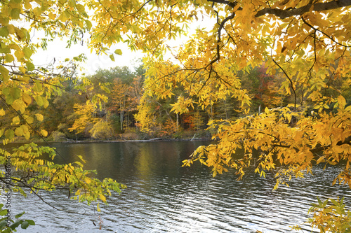 Yellow branches of autumn frame the Farmington River in Canton, Connecticut. photo