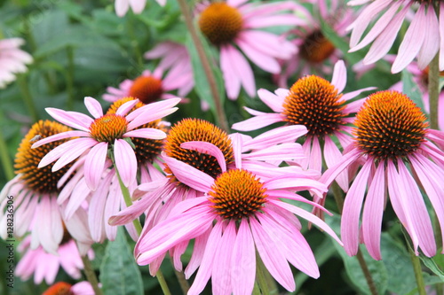 pink flowers