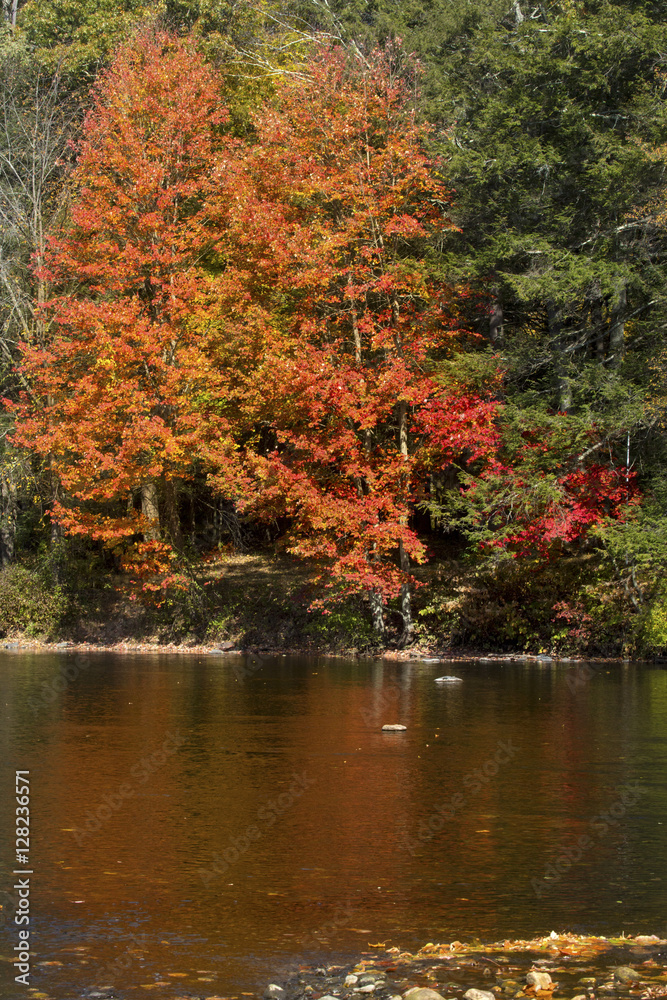 Bright reflections of fall foliage on the Farmington River in Canton, Connecticut.