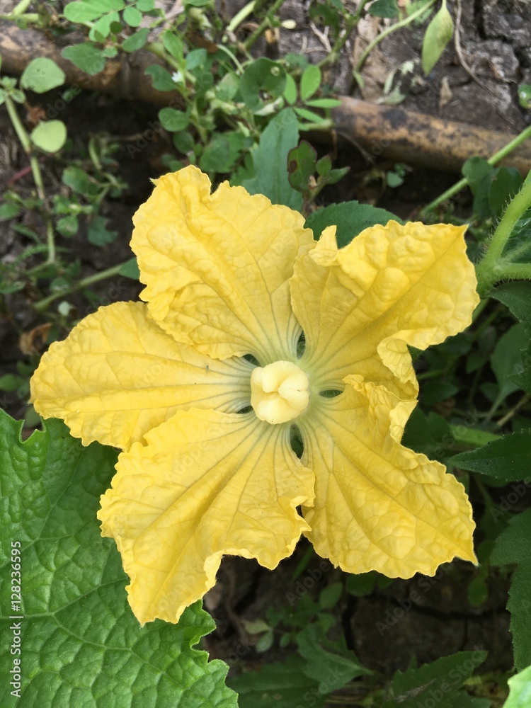 winter melon flower winter melon flower