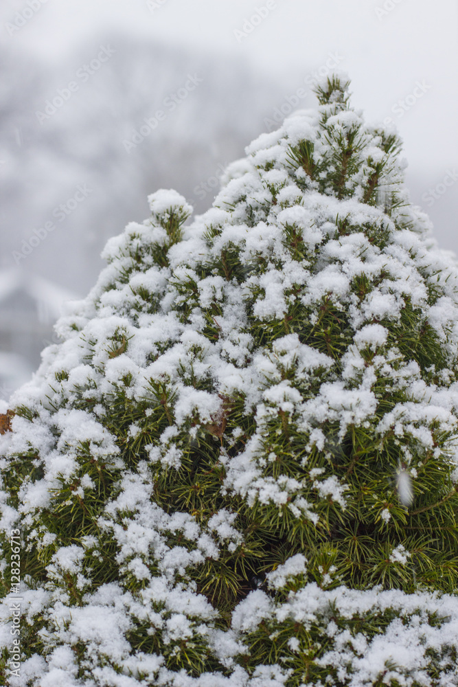 Winter Pine Tree