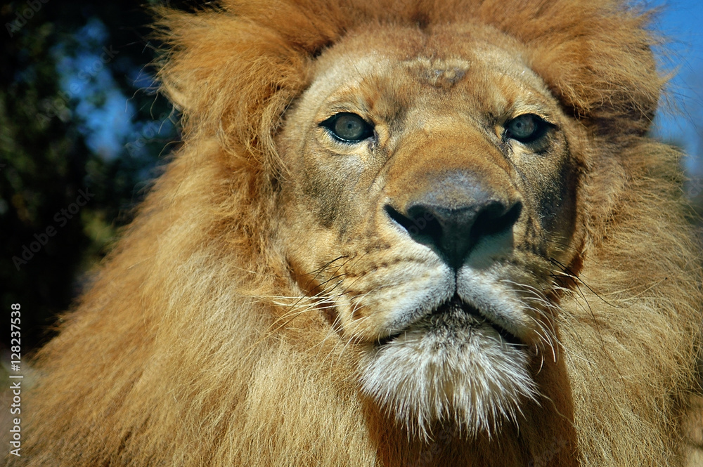 Lion Stare