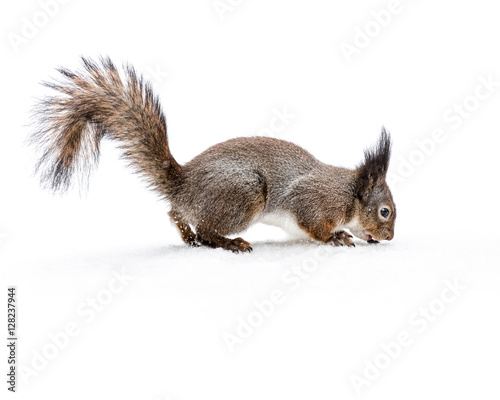 grey little squirrel with fluffy tail on snowy ground eating nut