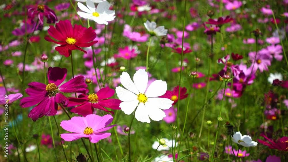 Beautiful cosmos flowers swaying in the breeze Beautiful cosmos flowers swaying in the breeze