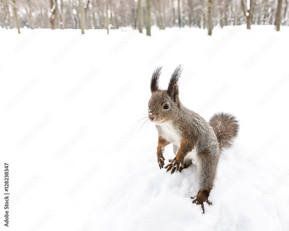 confused little squirrel standing on hind feet in snowy forest confused little squirrel standing on hind feet in snowy forest