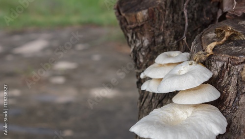 Fototapeta Naklejka Na Ścianę i Meble -  Mushrooms on the tree