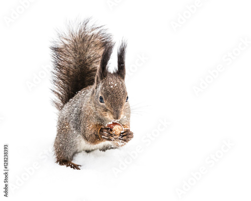 funny grey squirrel sitting in snow cracking nut on white snow background © Mr Twister
