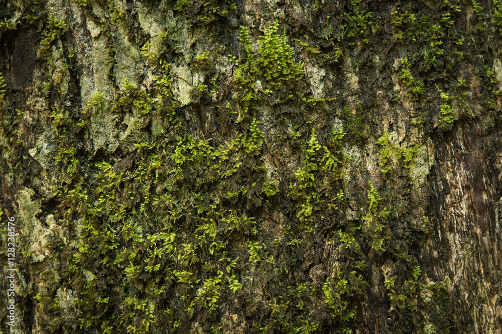 Green moss growing on tree trunk Green moss growing on tree trunk