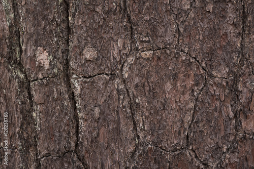 Pine of bark background and texture