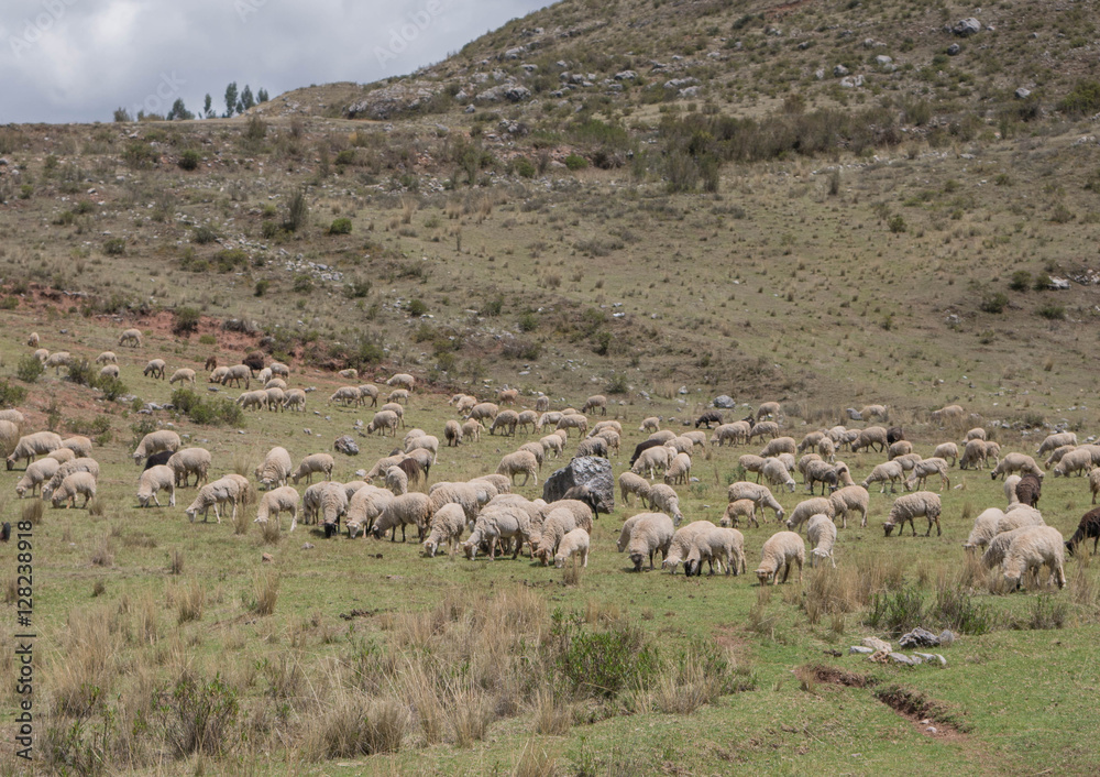 Flock of Sheep in a green meadow at Sacred Valley in Cusco, Peru