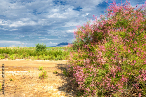  steppe, prairie, veld, veldt. Tamariske. photo