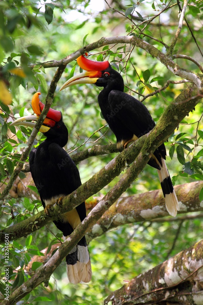 Fototapeta premium Pair of Rhinoceros Hornbills (Buceros rhinoceros) in Borneo, Malaysia