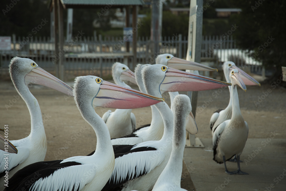 Pelican on pole