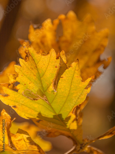 Краски осени: жёлтые листья и осенний лес
