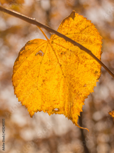 Краски осени: жёлтые листья и осенний лес
