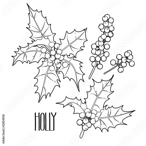 Graphic holly collection
