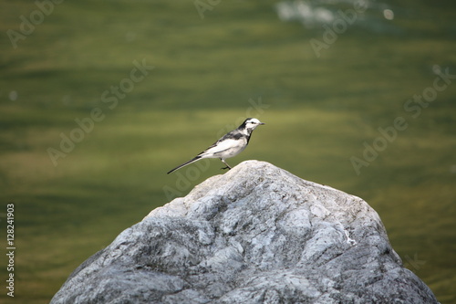 Black-backed Wagtail  Motacilla alba lugens  in Japan