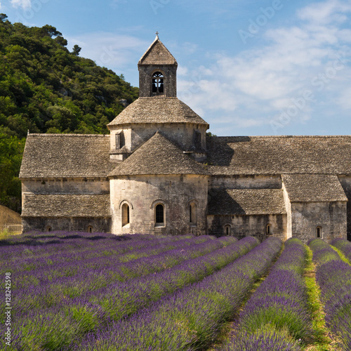 Senanque Abbey and lavender field , Provence, France
