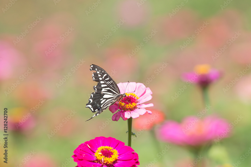 꽃밭에서 춤울 추눈 호랑나비