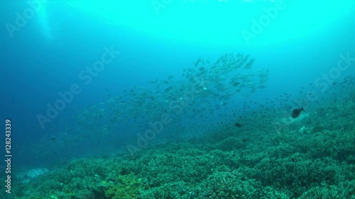 Wallpaper Mural Big-eye Trevallies on a colorful coral reef. 4k footage Torontodigital.ca