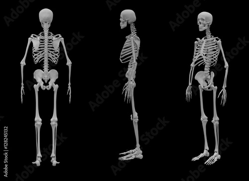 3d rendered Skeleton on black background - back view © maya2008