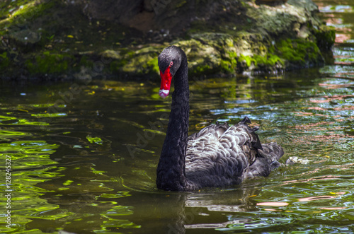 Fototapeta Naklejka Na Ścianę i Meble -  Black swan