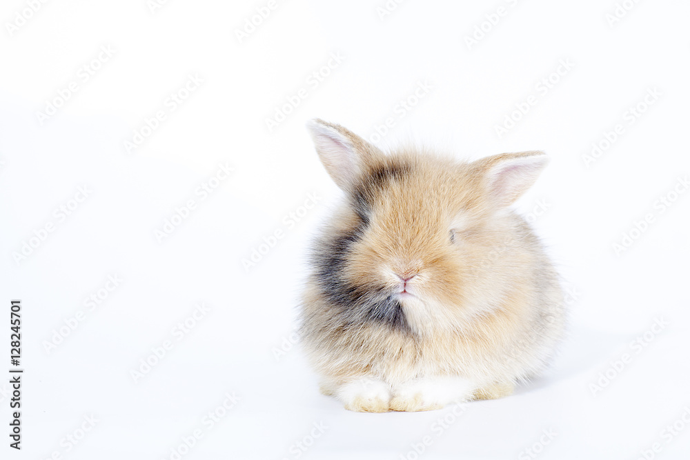New born rabbit isolated on white background