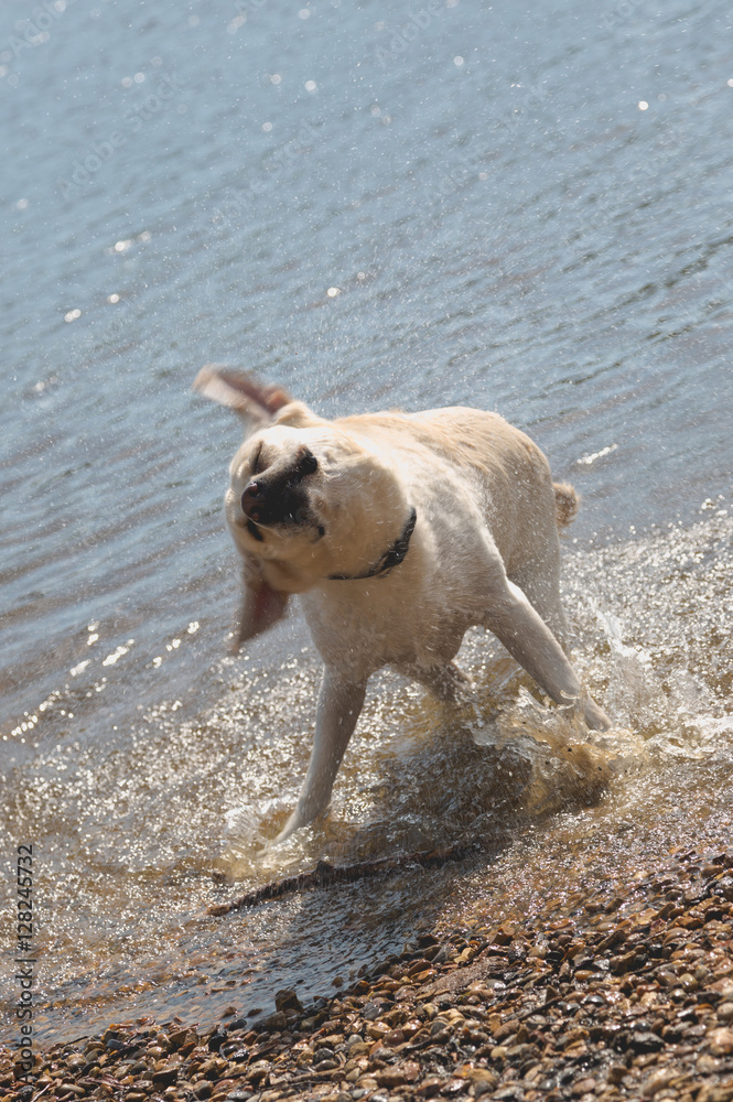White wet dog shaking and splashing White wet dog shaking and splashing