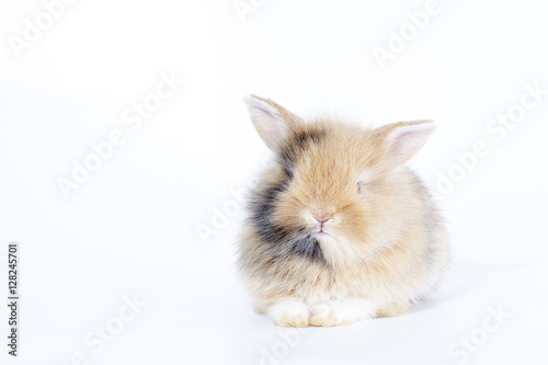 New born rabbit isolated on white background